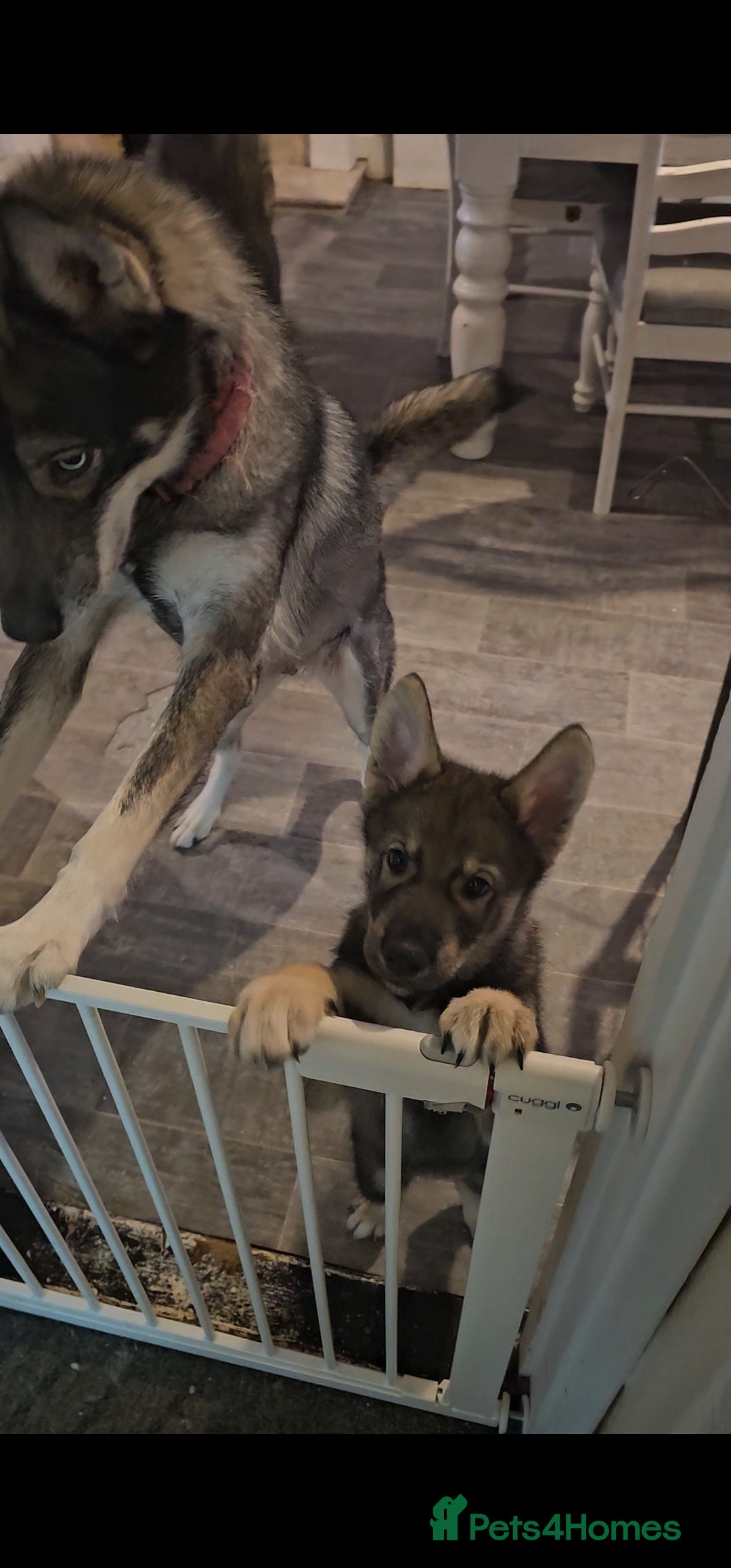 Mixed Breed dogs Husky × German Shepherd / Malamute Puppies - Advert 3