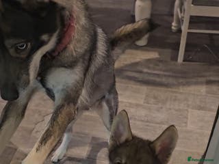 Mixed Breed dogs Husky × German Shepherd / Malamute Puppies - Advert 6