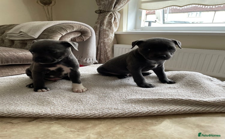 Staffordshire Bull Terrier dogs - Advert 7