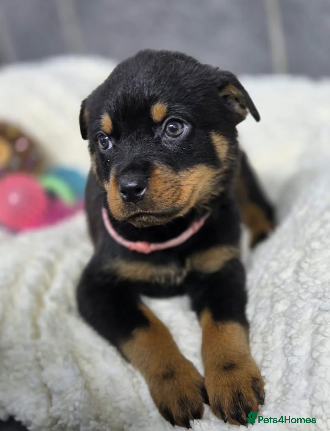 Rottweiler dogs for sale: Stunning Rottweiler pups - Advert 17