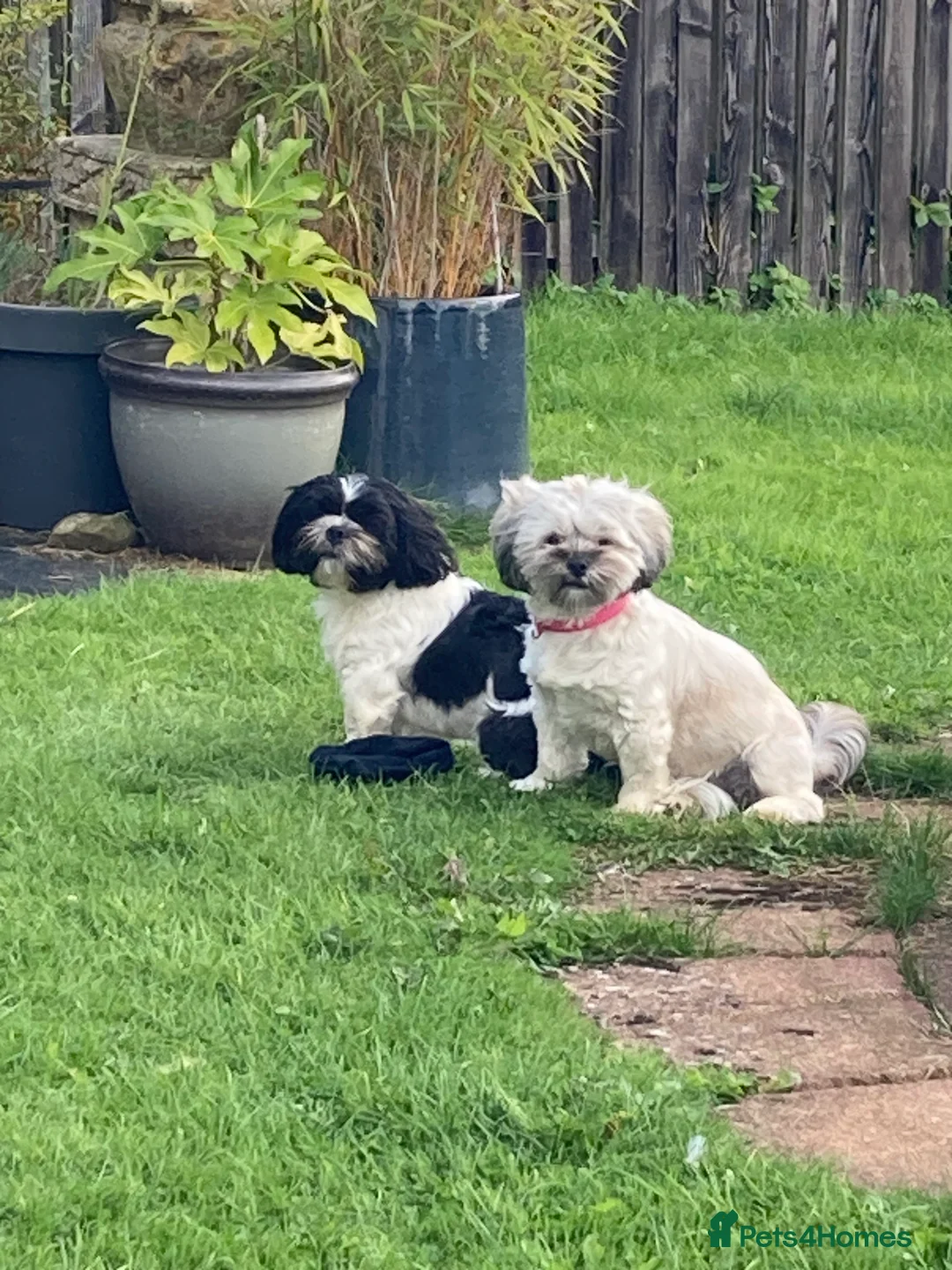 Malshi dogs for sale: Malshi pups - Advert 8