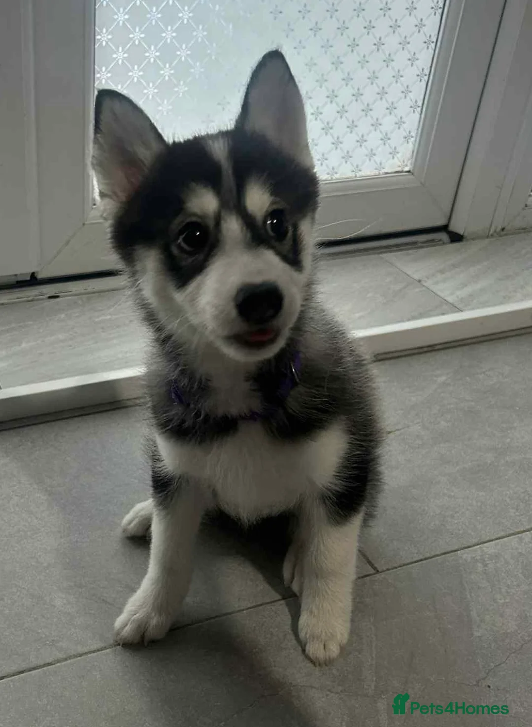 Pomsky dogs for sale: Just 2 left girls f4 pomsky  - Advert 3