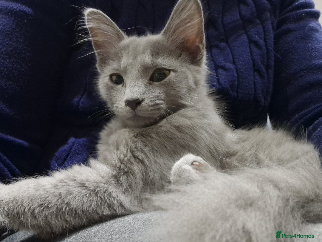 Nebelung cats for sale: Rare breed Pedigree Nebelung girl kitten  - Advert 1
