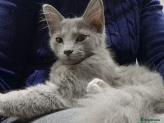Nebelung cats Rare breed Pedigree Nebelung girl 4 months - Advert 2