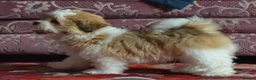Lhasa Apso dogs for sale: Home bred stunning male Lhasa Apso - Advert 10