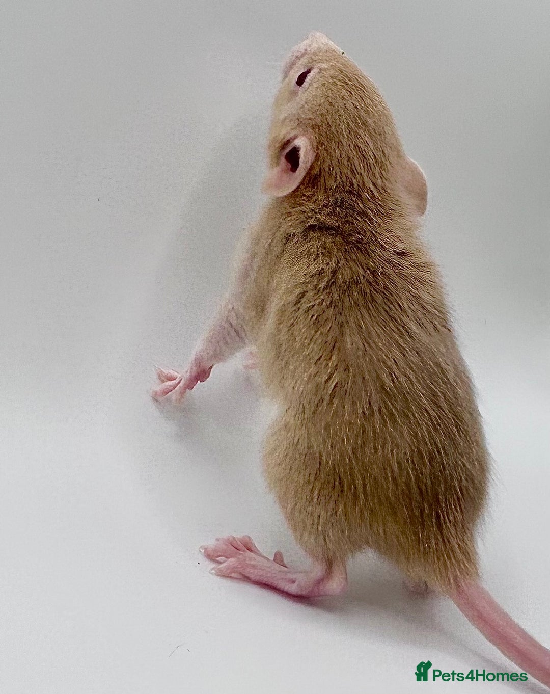 Rat rodents for sale: Pedigree Dumbo Rats  - Advert 5