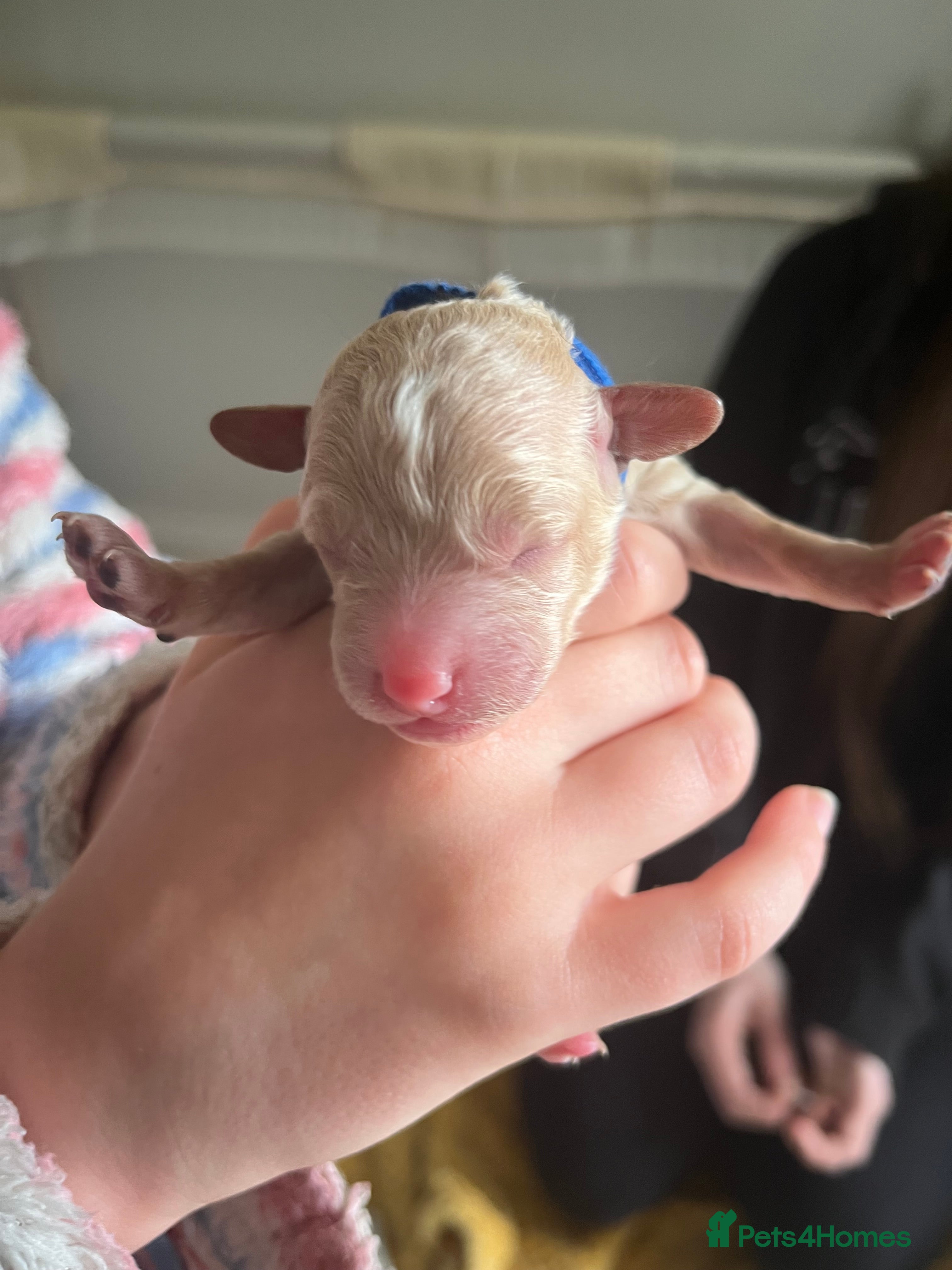 Poochon dogs for sale: Poochon puppies - ready start of school holidays  - Advert 11