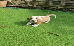 Basset Hound dogs for sale: Basset Hound Puppies 2 R&W boys available - Image 3