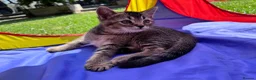 British Shorthair cats for sale: British shorthair kittens  - Advert 7
