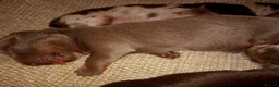 Miniature Dachshund dogs for sale: Miniature dachshund puppies  - Advert 11