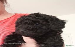 Toy Poodle dogs for sale: Two male health tested toy poodles - Image 10