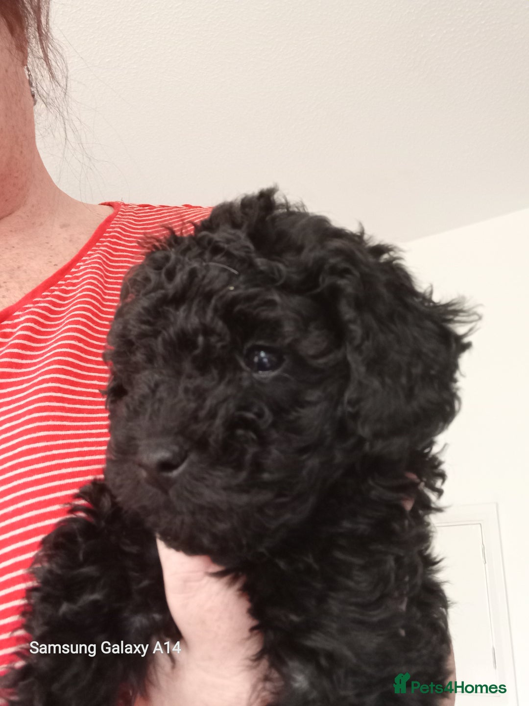 Toy Poodle dogs for sale: Two male health tested toy poodles - Image 10