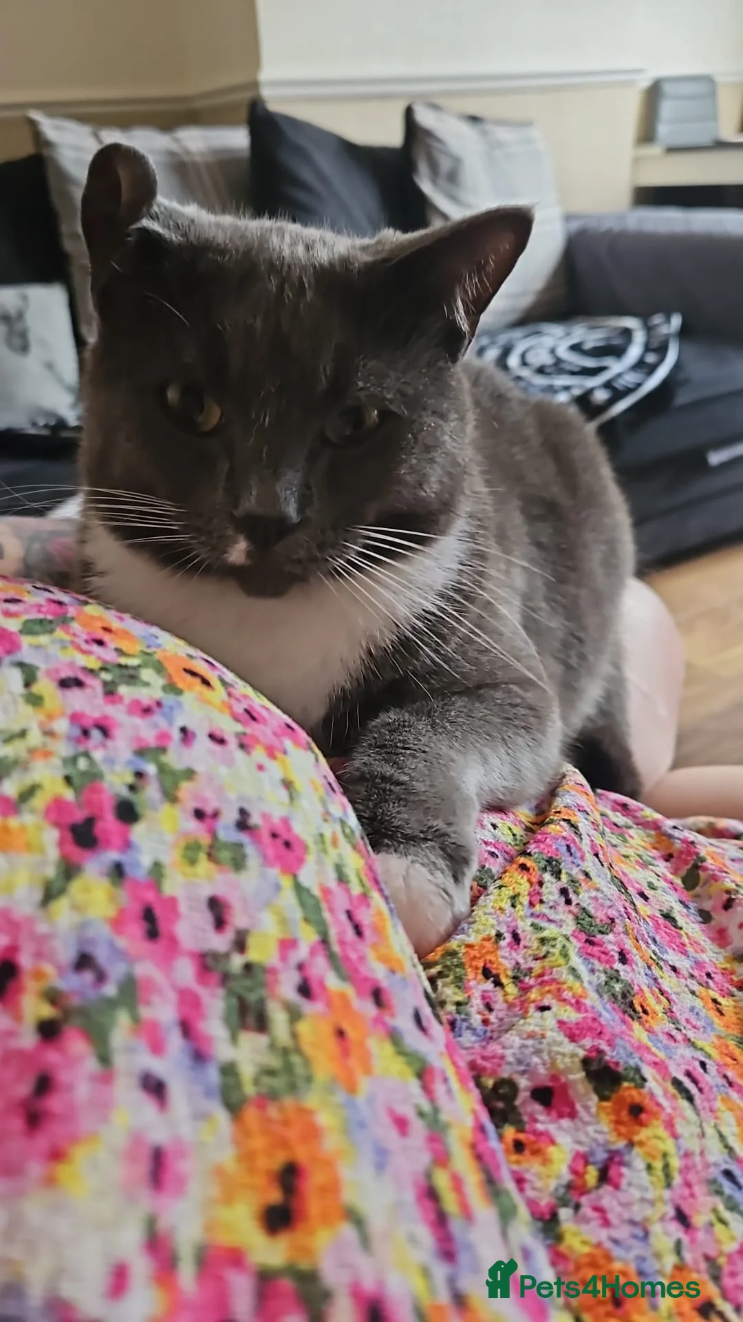 Ragdoll cats for sale: 3 cats for sale  - Advert 3