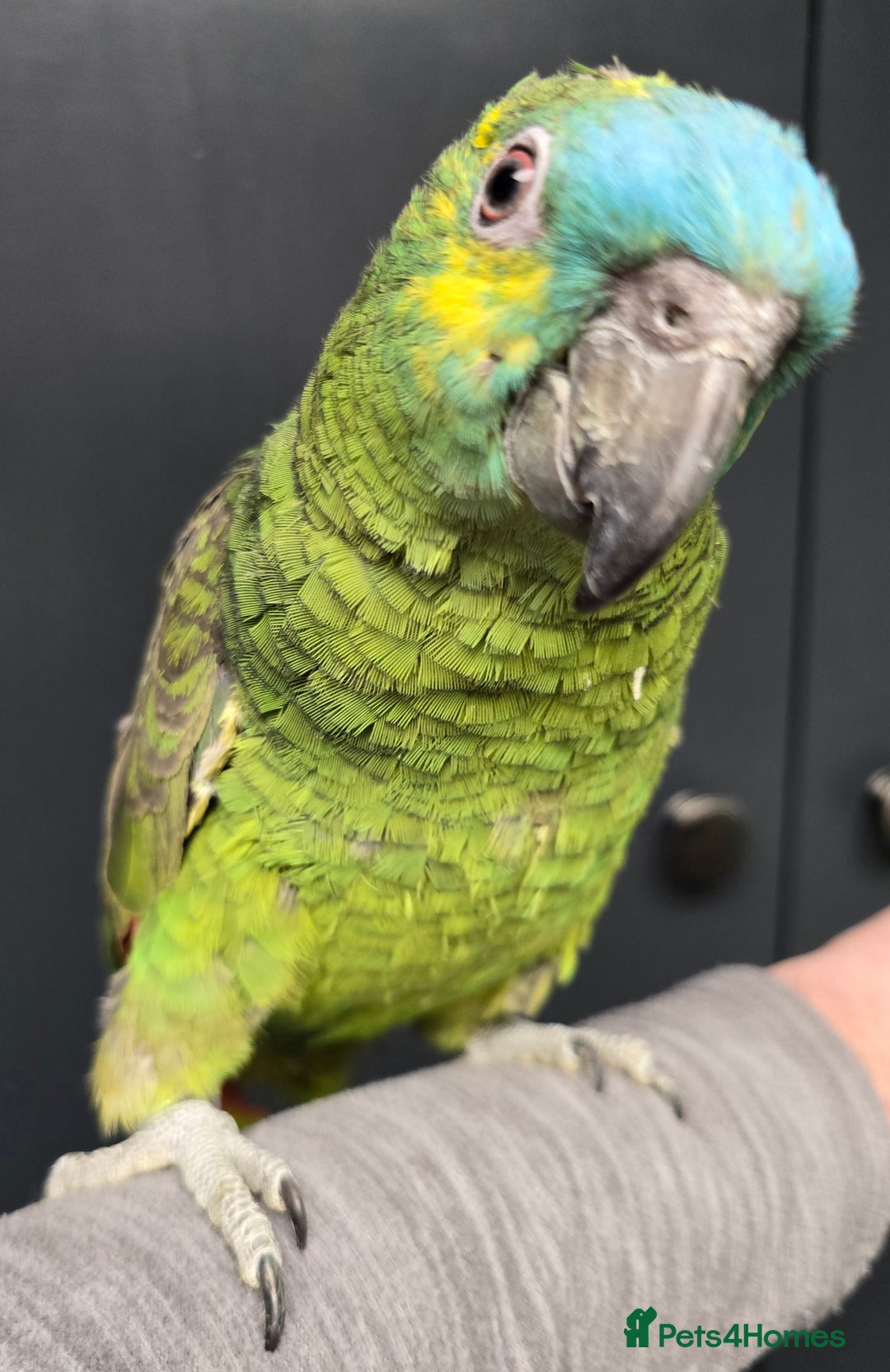 Parrots birds for sale: Cheeky Handreared Amazon's, Galah's & Caique's!!! - Advert 6