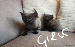 British Shorthair cats for sale: 5 beautiful british shorthair kittens - Image 8