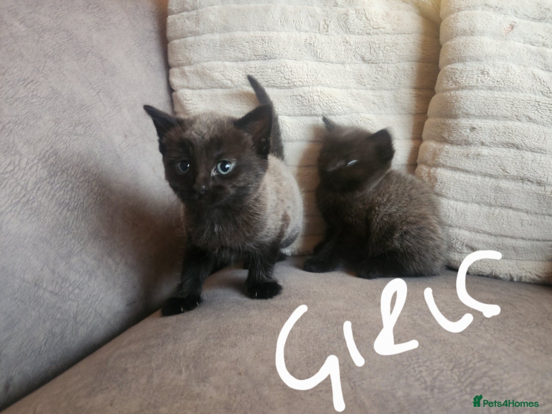 British Shorthair cats for sale: 5 beautiful british shorthair kittens - Image 8