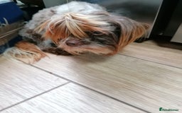 Yorkshire Terrier dogs for adoption: 💙🐶 COCO 🐶💙 - Image 8