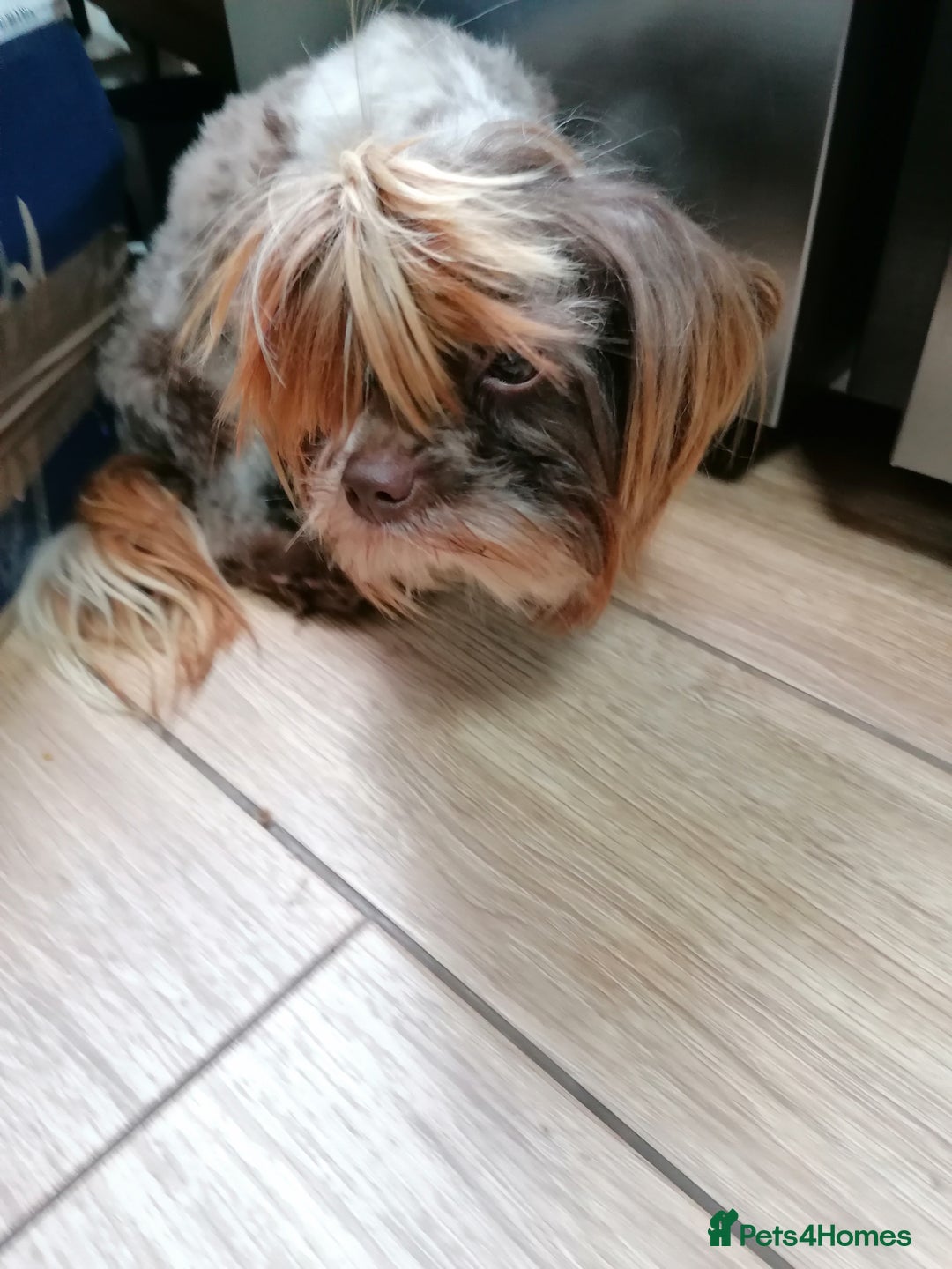 Yorkshire Terrier dogs for adoption: 💙🐶 COCO 🐶💙 - Image 8