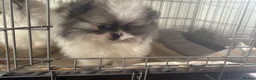 Pomeranian dogs for sale: KC registered Pomeranian Puppies for sale  - Advert 2