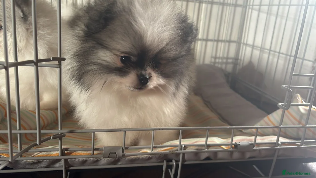 Pomeranian dogs for sale: KC registered Pomeranian Puppies for sale  - Advert 2