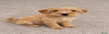 Mixed Breed 2