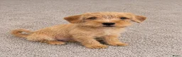 Mixed Breed dogs for sale: Cavapoo cross terrier  in Bristol - Advert 3