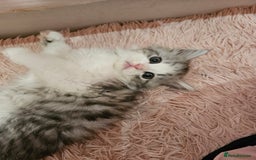 Mixed Breed cats for sale: Persian Chinchilla Cross Kittens - Image 17