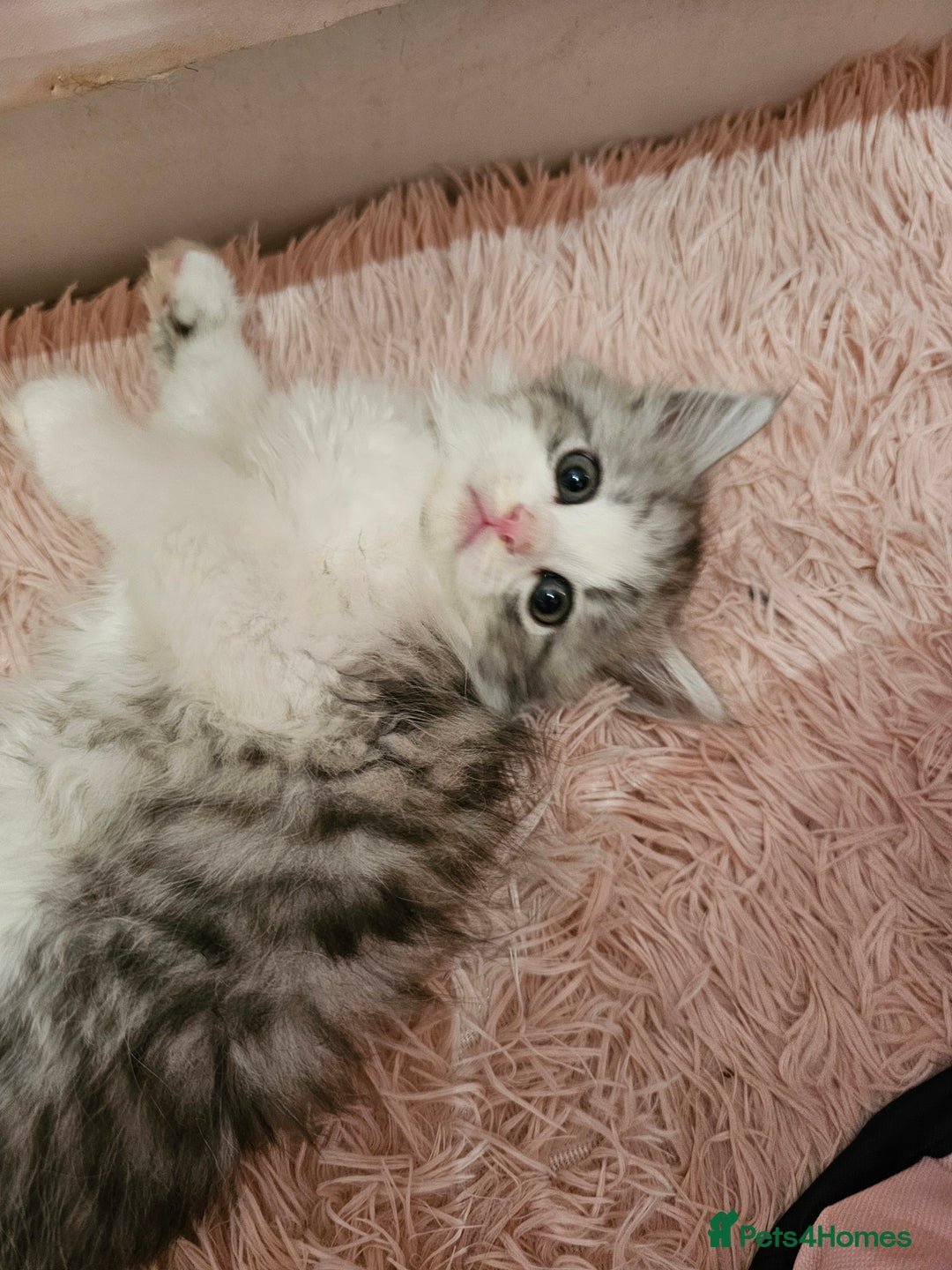 Mixed Breed cats for sale: Persian Chinchilla Cross Kittens - Image 17