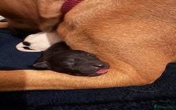 Mixed Breed dogs for sale: Staffordshire cross puppies  - Image 8