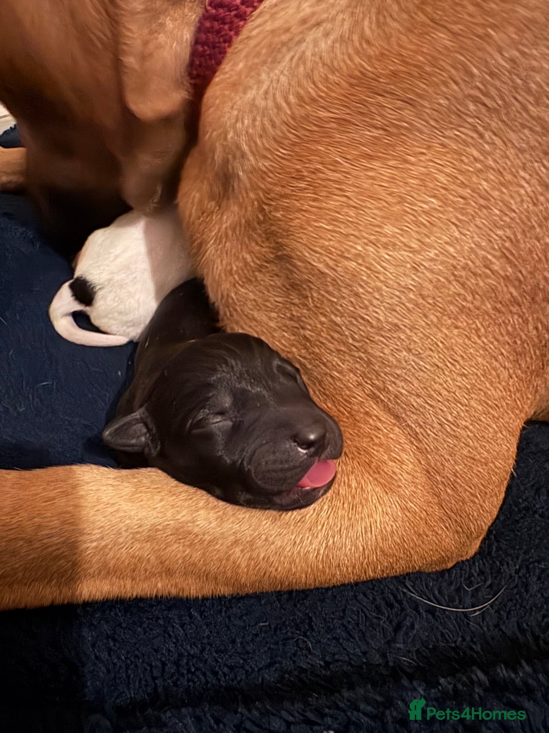 Mixed Breed dogs for sale: Staffordshire cross puppies  - Image 8