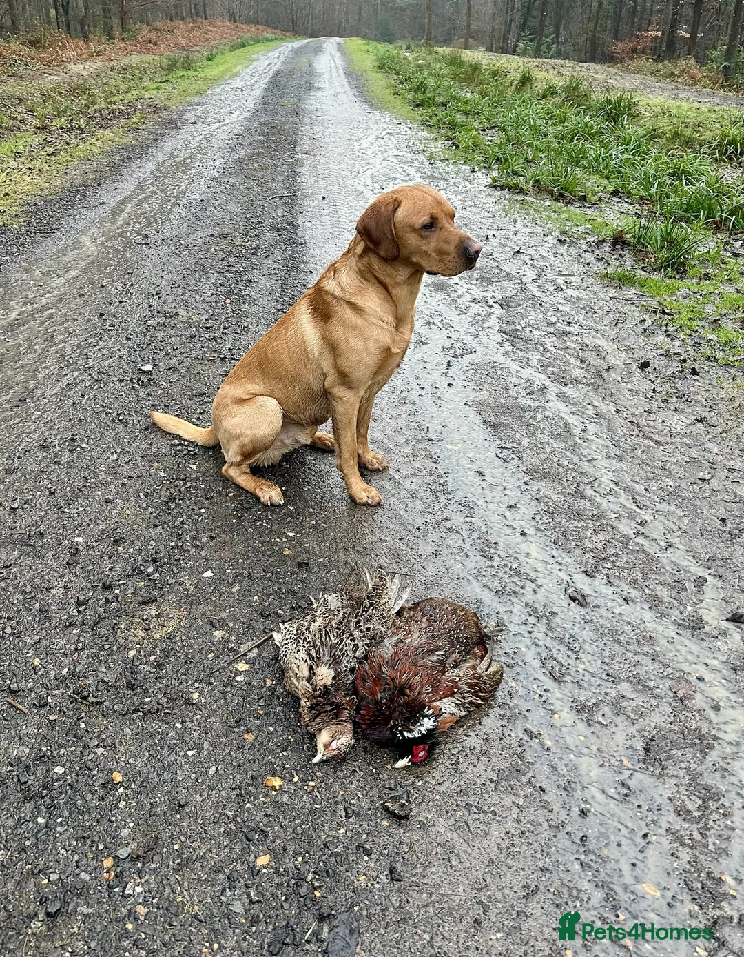 Labrador Retriever dogs for stud: Stunning Fox Red Labrador - Advert 9