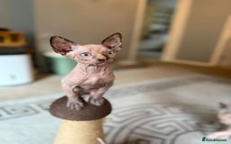 Sphynx cats for sale: Beautiful Sphynx Kittens Available  - Image 9