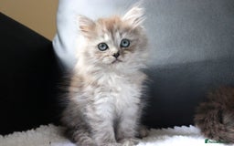 Ragdoll cats for sale: Healthy Kitten Fully Vaccinated Litter Box Trained - Image 7