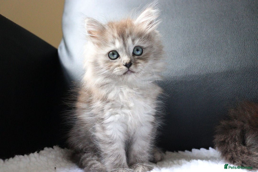 Ragdoll cats for sale: Healthy Kitten Fully Vaccinated Litter Box Trained - Image 7