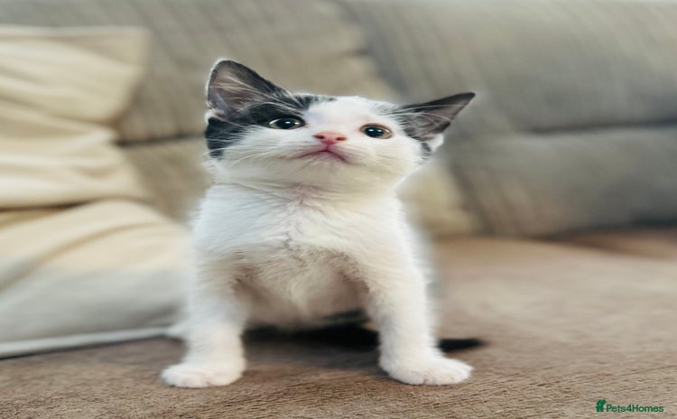Mixed Breed cats - Advert 2