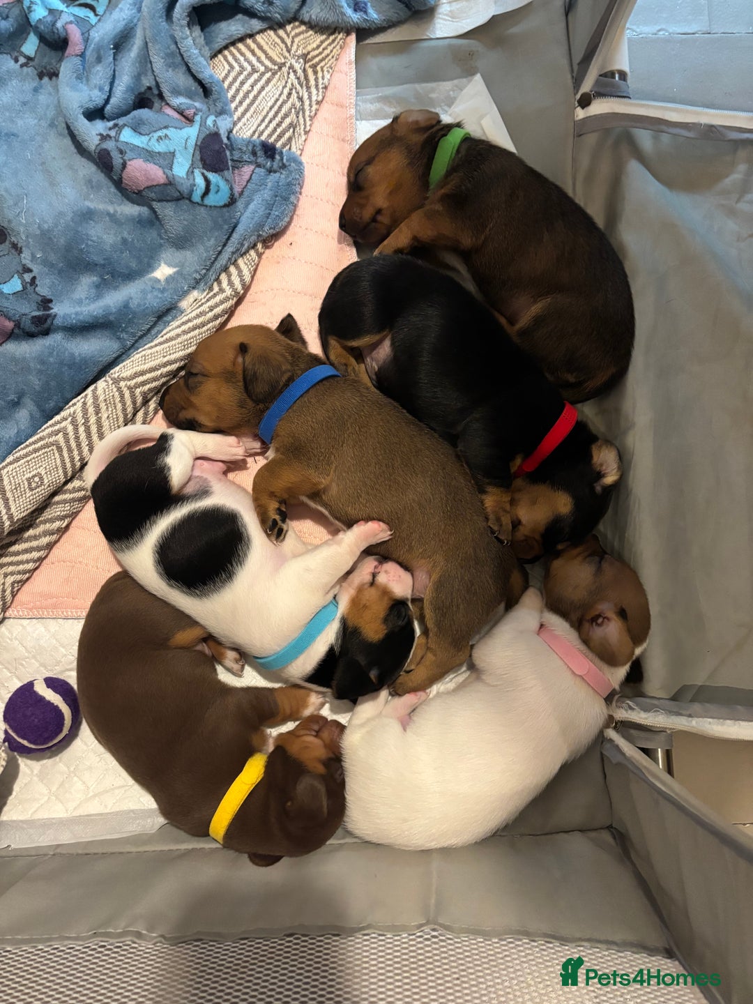 Miniature Dachshund dogs for sale: Dachshund x Jack Russell puppies (Jackshund) - Image 26