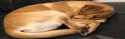 Labrador Retriever dogs for sale: Labrador looking for loving new home - Advert 13