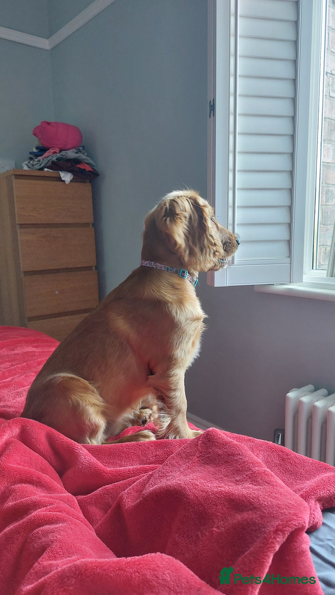 Cocker Spaniel dogs for sale: Our lovely Mina - Image 11