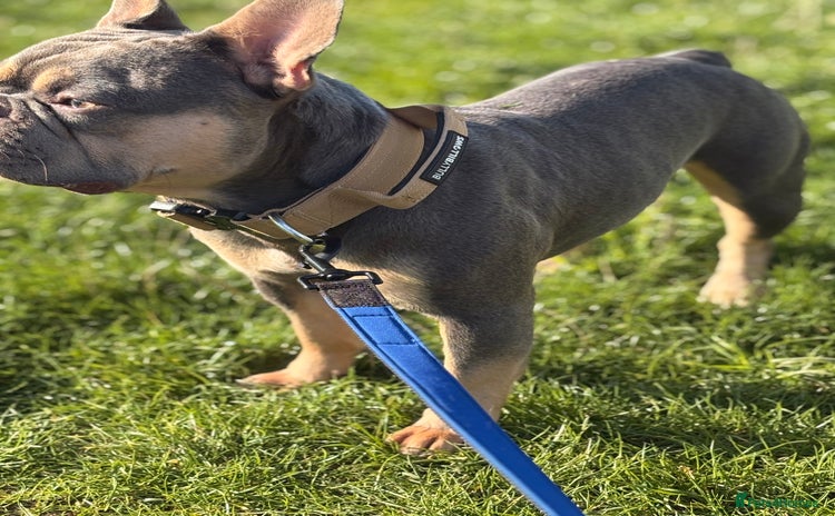 French Bulldog dogs - Advert 10