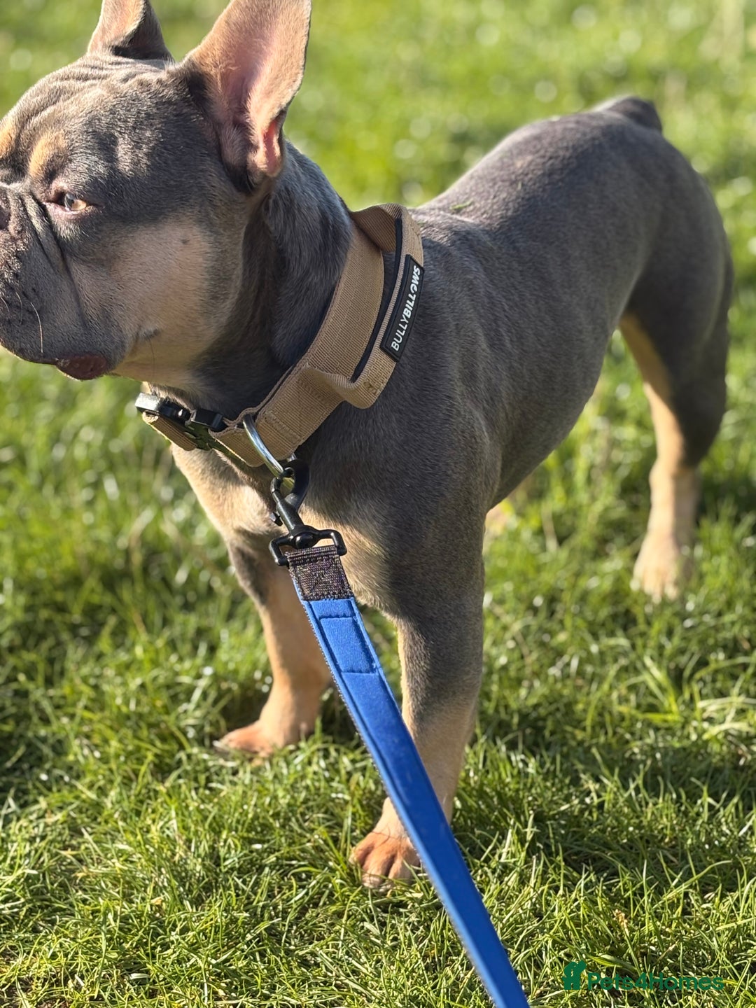French Bulldog dogs for sale: Male French bulldog - Image 1