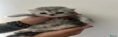 Persian 3