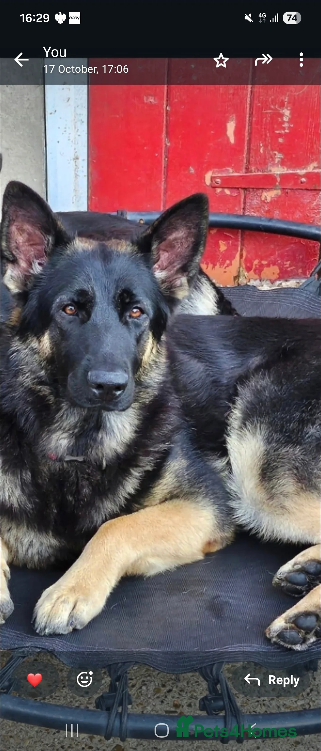 German Shepherd dogs for sale: Straight back German Shepherd amazing temperaments - Advert 1