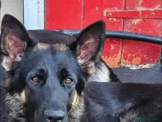 German Shepherd dogs Straight back German Shepherd amazing temperaments - Advert 4