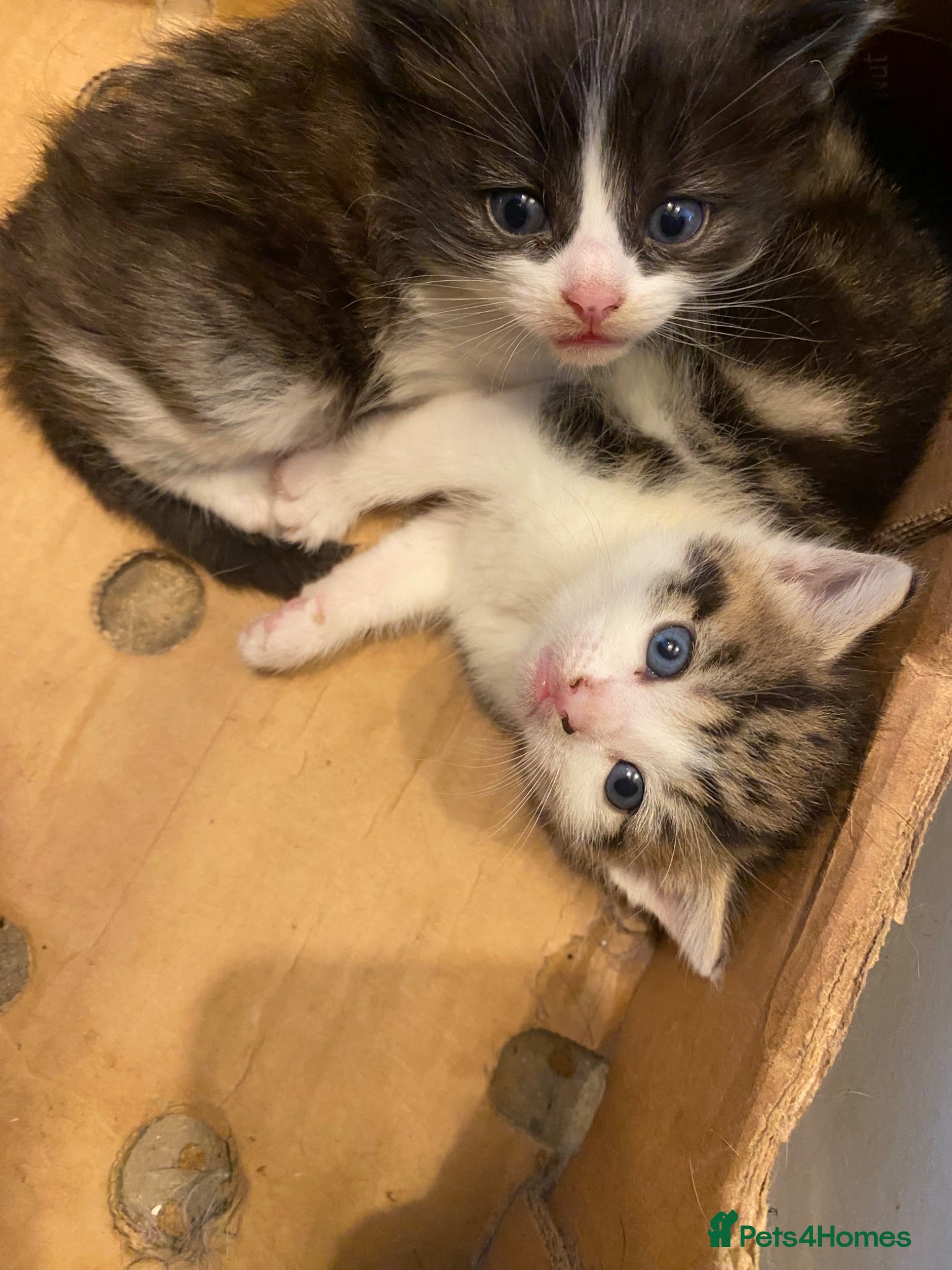 British Longhair cats Lovely fluffy kittens  - Advert 1