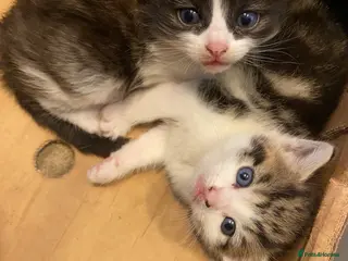 British Longhair cats Lovely fluffy kittens - Advert 2