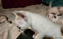 Bengal cats for sale: Cuddly charity donation pay monthly - Image 10