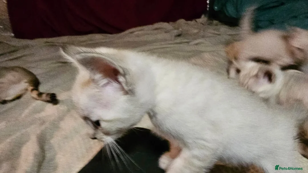 Bengal cats for sale: Guaranteed to be Cuddly *ready now*  - Advert 18