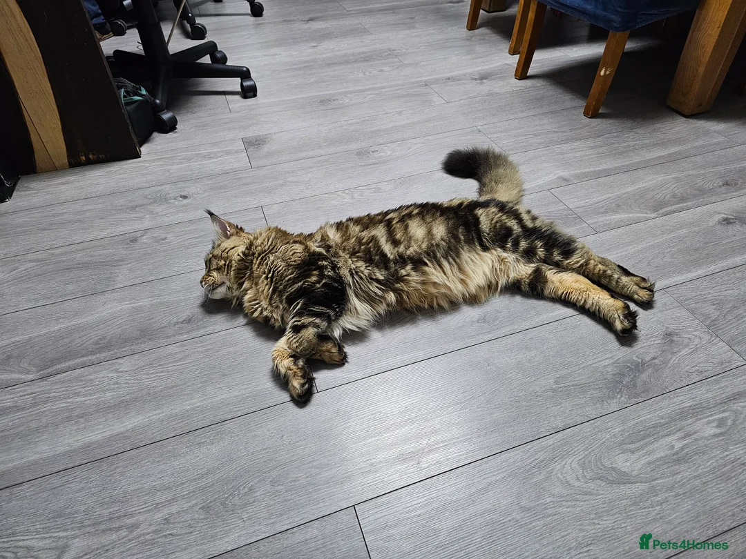 Maine Coon cats for stud: Proven Maine Coon Tulio for stud - Advert 4