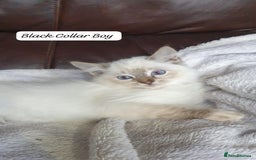 Ragdoll cats for sale: Beautiful GCCF Registered Ragdoll Kittens. - Image 27