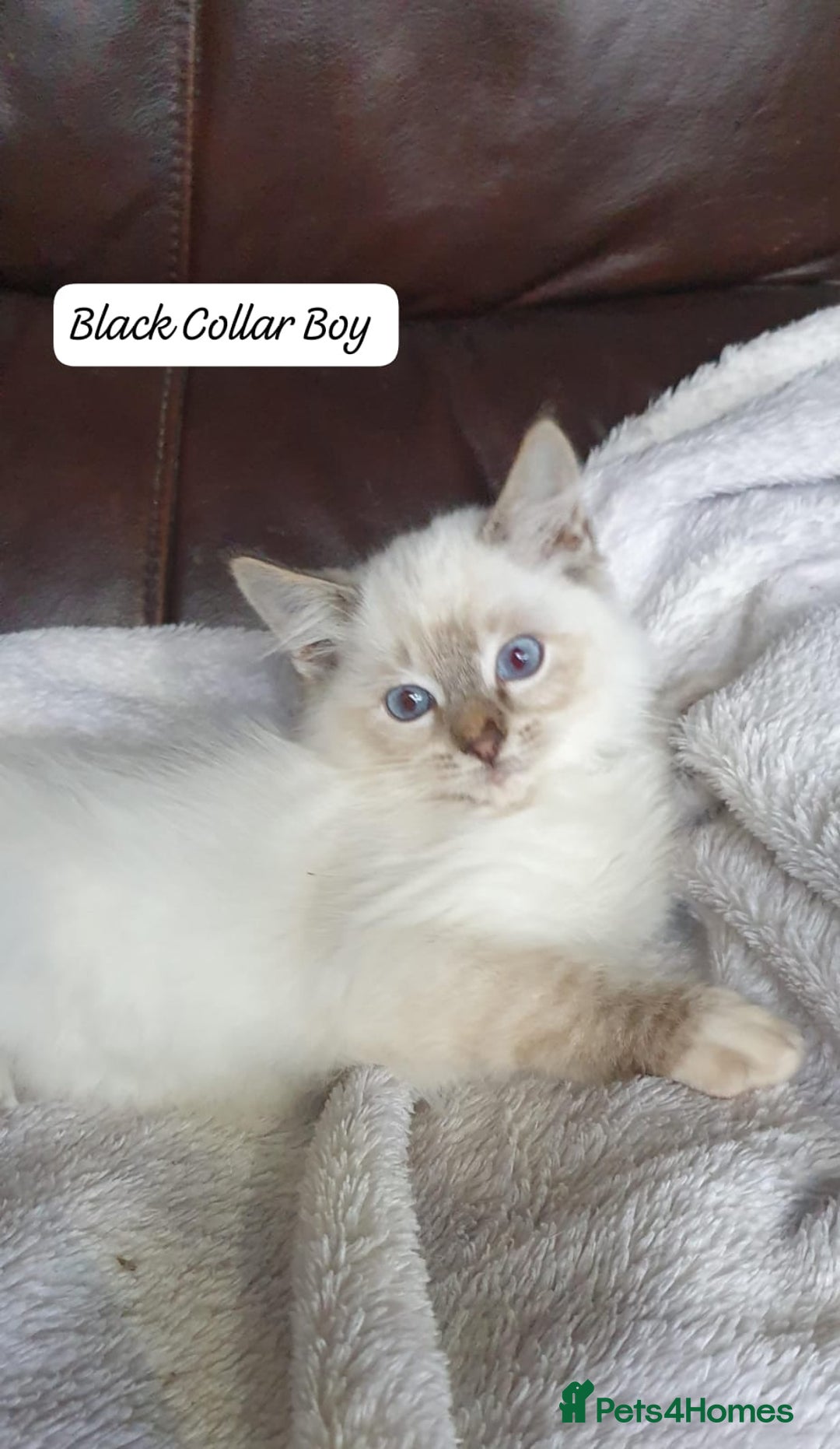 Ragdoll cats for sale: Beautiful GCCF Registered Ragdoll Kittens. - Image 27